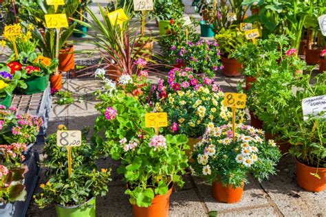 Plants sale near me - Shop for Special Offers on Bulbs, Perennials, Shrubs, Bedding, Garden Accessories and more. Search. 0; UP TO 40% OFF BULB SALE | Shop now. Menu. Plants; Bulbs; Indoor plants; Pots; Grow your own; Tools; Outdoor; Offers; 5 year plant guarantee. ... Bulb Sale. Plant bulbs today for a beautiful summer show. Save up to 40% across our wide ...
